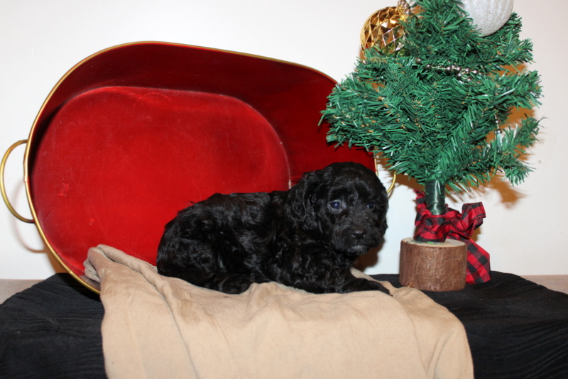 puppy, for, sale, Cava-Poo, Matthew B. Stoltzfus, dog, breeder, Gap, PA, dog-breeder, puppy-for-sale, forsale, nearby, find, puppyfind, locator, puppylocator, aca